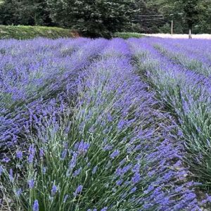 Distillati della Lavanda